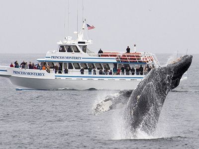 Whale Watch Monterey